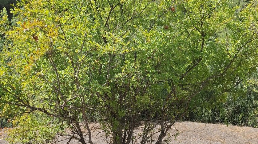 Muğla Menteşe Göktepe Yatırımlık Arazi