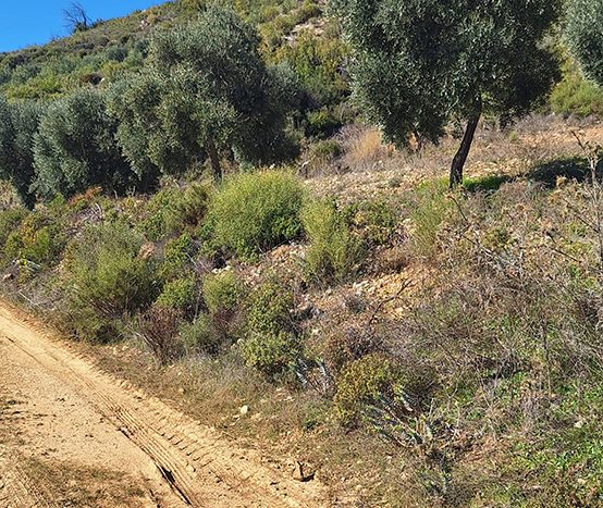 Muğla Menteşe Dağpınar Mahallesi Satılık yatırım amaçlı ve uygun fiyatlı arsa.