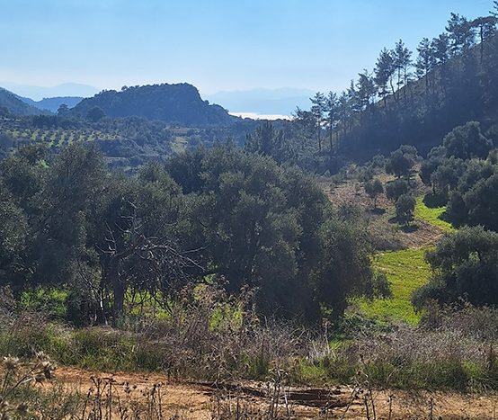 Muğla Menteşe Dağpınar Mahallesi Satılık yatırım amaçlı ve uygun fiyatlı arsa.