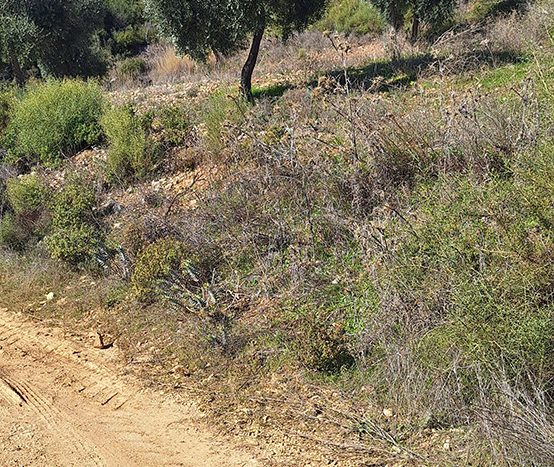 Muğla Menteşe Dağpınar Mahallesi Satılık yatırım amaçlı ve uygun fiyatlı arsa.