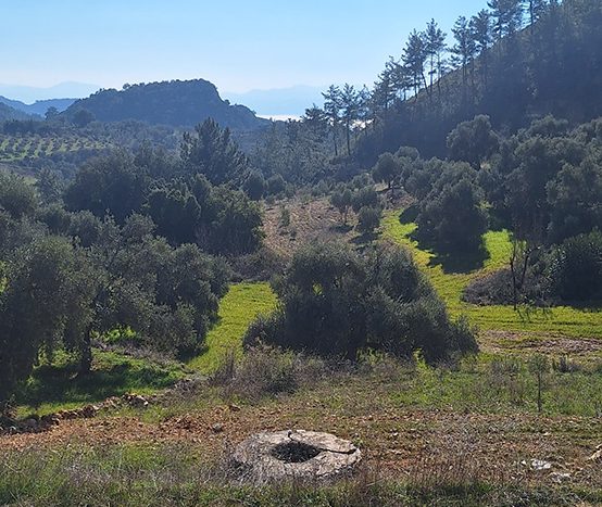 Muğla Menteşe Dağpınar Mahallesi Satılık yatırım amaçlı ve uygun fiyatlı arsa.