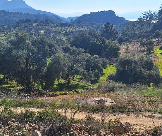 Muğla Menteşe Dağpınar Mahallesi Satılık yatırım amaçlı ve uygun fiyatlı arsa.