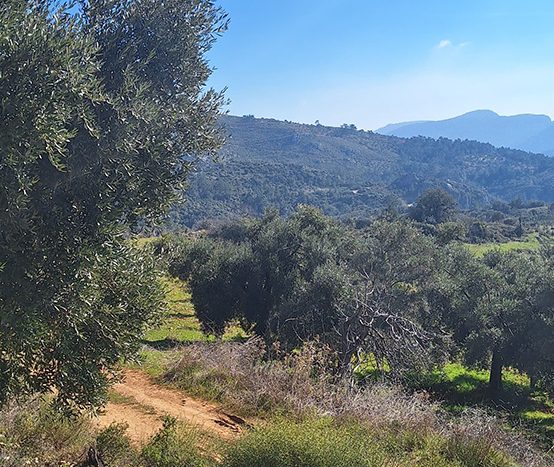 Muğla Menteşe Dağpınar Mahallesi Satılık yatırım amaçlı ve uygun fiyatlı arsa.