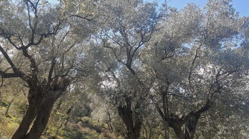 muğla milas zaytinlik arsa