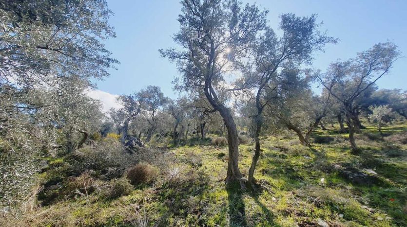 muğla milas zaytinlik arsa