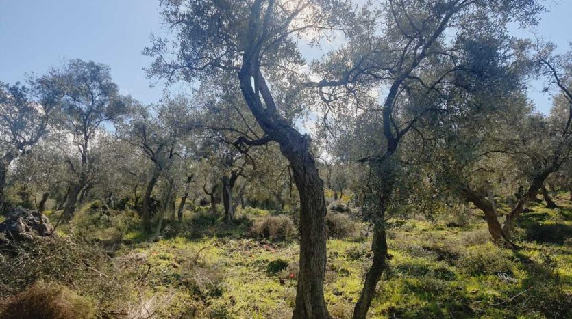 muğla milas zaytinlik arsa